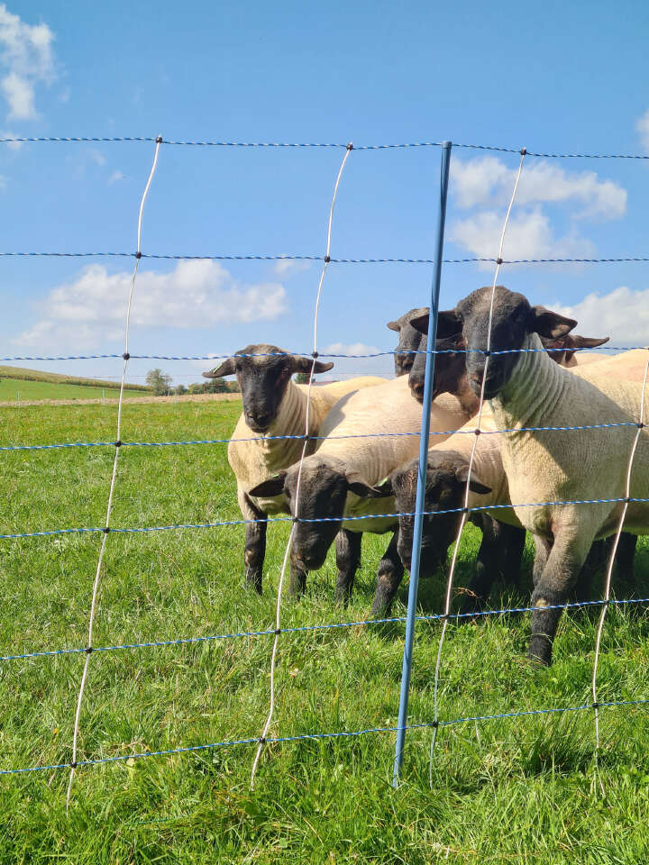 AKO Schafsnetz TitanNet Premium Vario